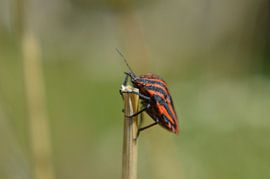 ... de top bereikt / reached the top