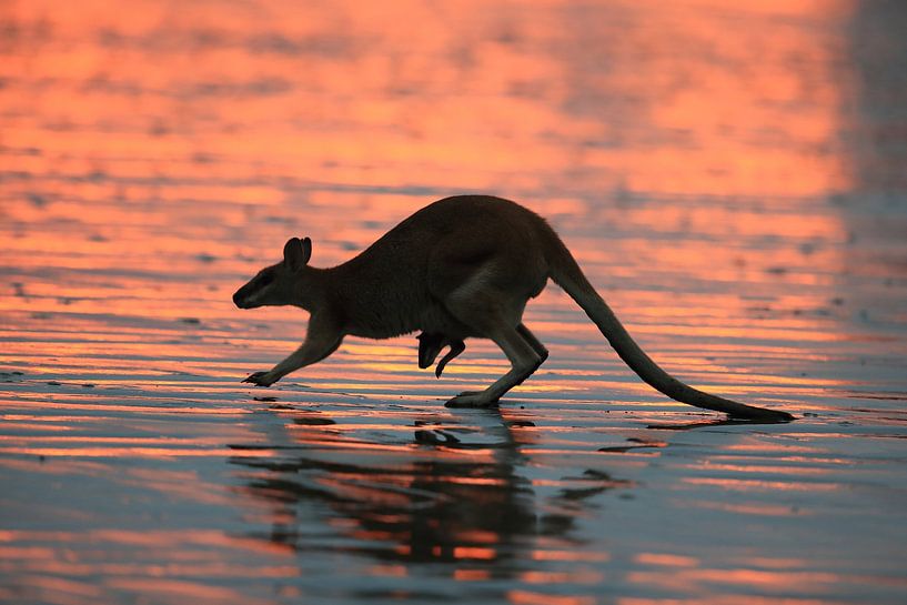 kangaroo on beach at sunrise, mackay, north queensland, australia von Frank Fichtmüller