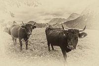Cows in sepia