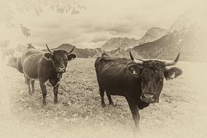 Kühe in Sepia