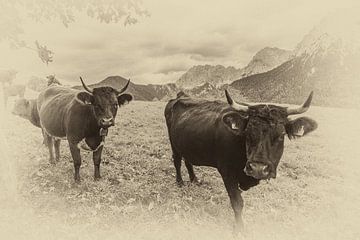 Koeien in sepia van Fabian Roessler