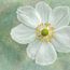 Anemone