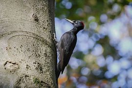 Schwarzspecht von Bart Zeegers