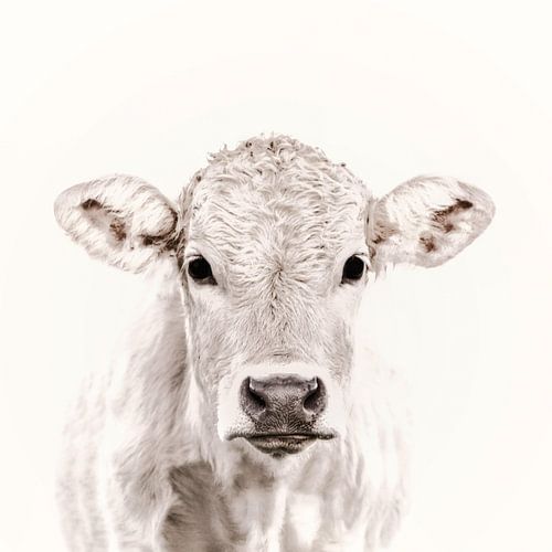 Blonde Cattle Maverick