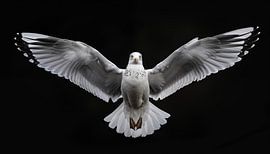 Mouette ailes déployées portrait panorama sur TheXclusive Art