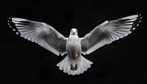 Möwe mit ausgebreiteten Flügeln Portraitpanorama
