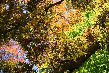 Treetops with colourful leaves 1