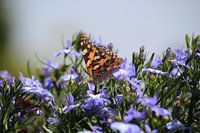 Distelvlinder op paarse bloemetjes