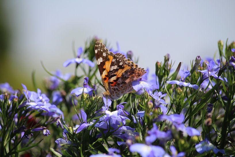 Thistle butterfly on purple flowers by Shirley Douwstra