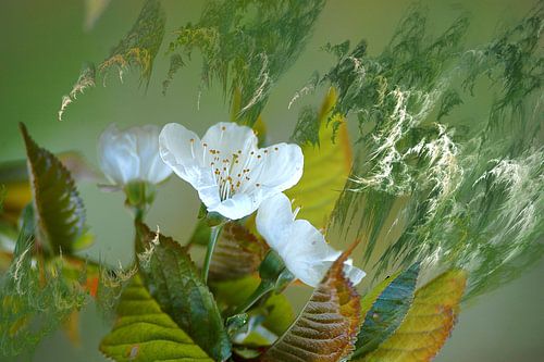 Gekwelde kersenbloesems