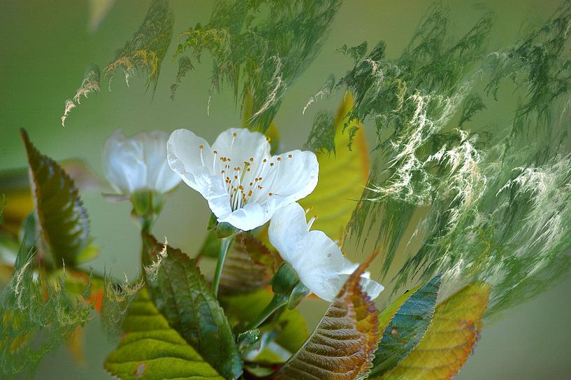 Gekwelde kersenbloesems van Christine GUILLET