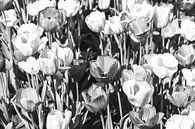 Monochrome Tulpen von Norbert Sülzner Miniaturansicht