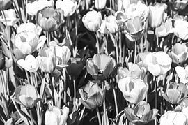 Tulipes monochromes