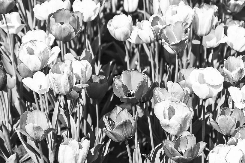 Monochrome Tulpen von Norbert Sülzner