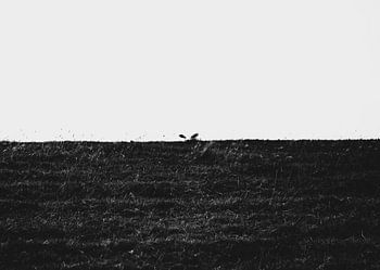 In the silence of the herd