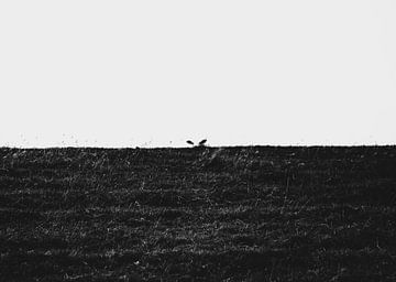 In de stilte van de kudde