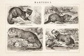 Antiker Kupferstich Marters I von Studio Wunderkammer