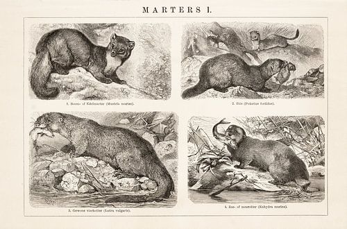 Antieke gravure Marters I