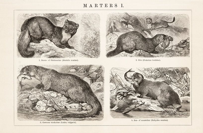 Antique engraving Marters I by Studio Wunderkammer
