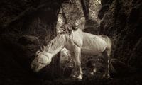 Horse in the Woods