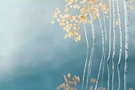 Birches in the fog - Soft reflections by Poster Art Shop