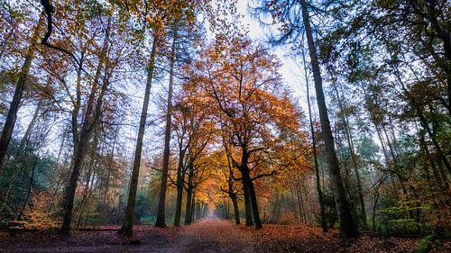 Baarnse Bos