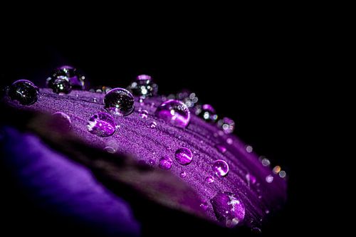 Blune mit Wassertropfen