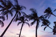 Palmbomen op Hawaii van Milene Bezemer thumbnail