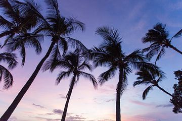 Palmbomen op Hawaii