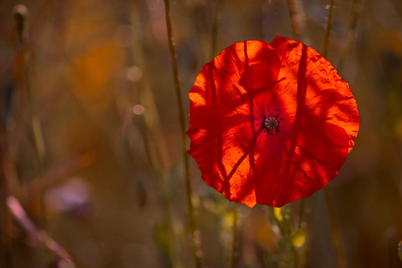 Mohnblume am frühen Morgen von Kurt Krause