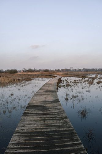 Moorland boardwalk