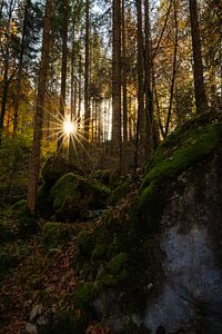 Zauberwald