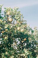 Citroen bomen in Zuid Afrika | Botanische foto print voor aan de muur