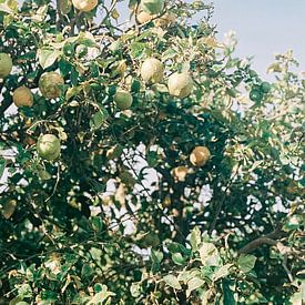 Zitronenbäume in Südafrika | Botanischer Fotodruck für an der Wand von Emma van der Schelde