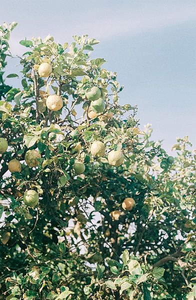Lemon trees in South Africa | Botanical photo print for on the wall by Emma van der Schelde