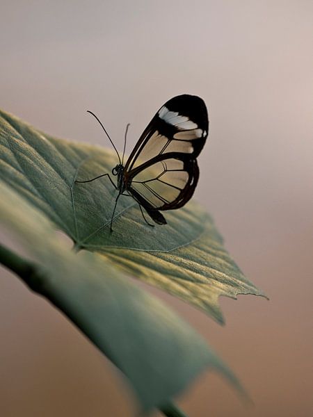 Papillon en verre par Esther Bakker-van Aalderen