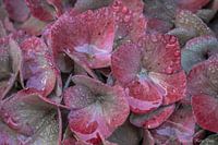 Hortensia