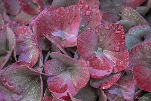 Hortensia sur Karin Dam