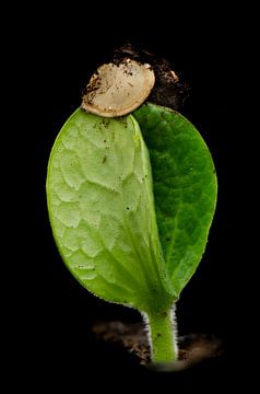 Growing Courgette by Karin van Rijn