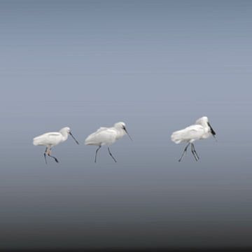 zacht minimalisme portret van meerdere witte ooievaars en lepelaar vogels op grijze achtergrond. van J.a Dijkstra