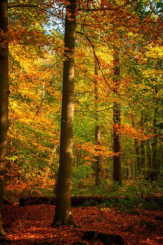 herfsttak