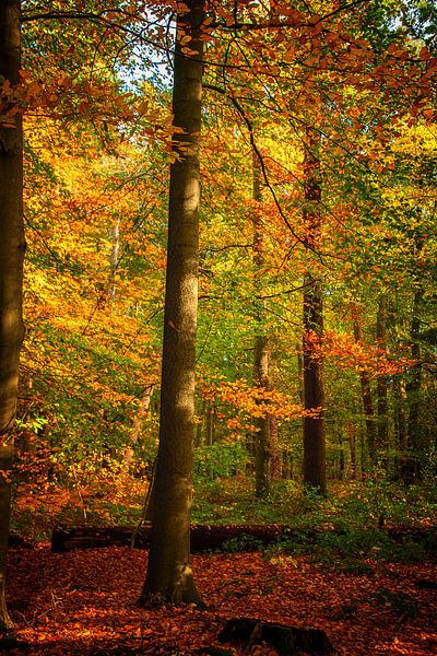 Herbstzweig von natascha verbij