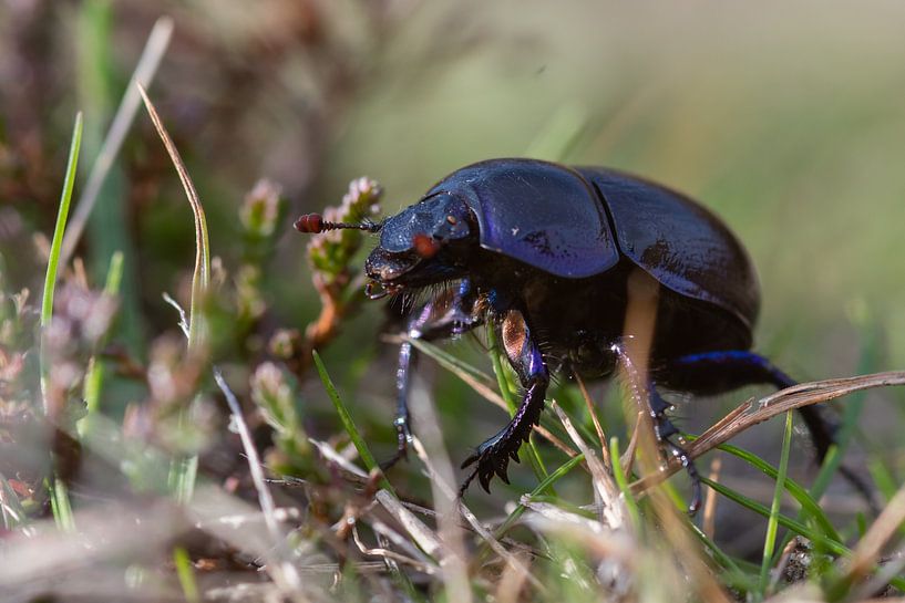 Close-up of dung beetle by Diantha Risiglione