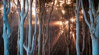 Licht im Gespensterwald von Martin Wasilewski Miniaturansicht