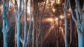 Lumière dans la forêt fantôme sur Martin Wasilewski