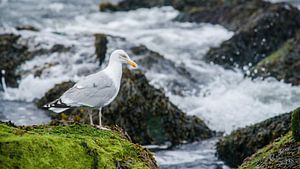 Mouette sur les rochers près de la côte