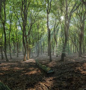 Zonnestralen in een herfstbos van Rene van der Meer