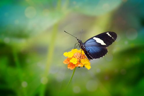 Vlinder