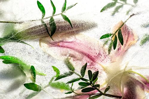 Roze Bloemen IJs | Bloemenfotografie