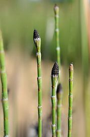 Prêles von Martine Affre Eisenlohr